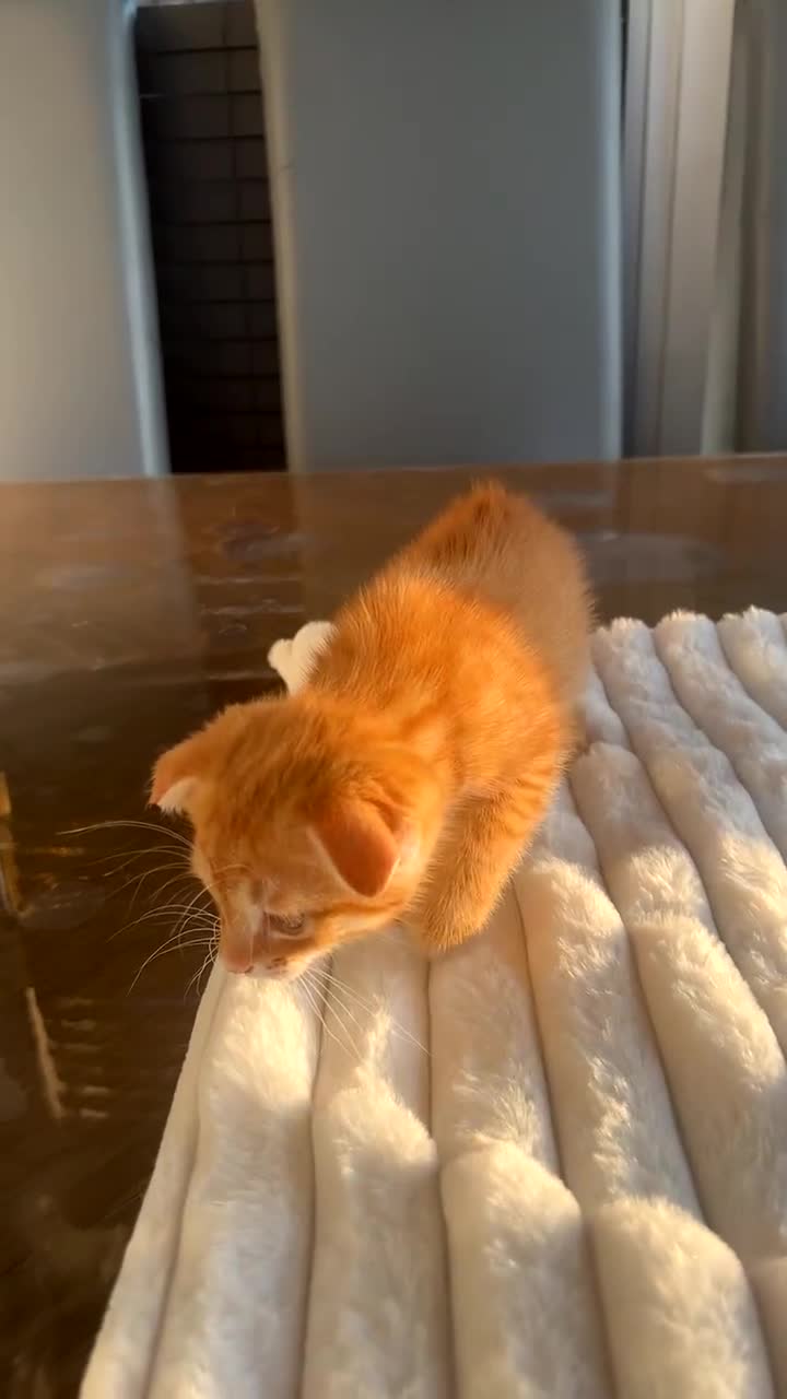 Scottish Fold cats for sale: Scottish Fold/ ALL PRICE NEGOTIABLE! 🐾  - Video 2
