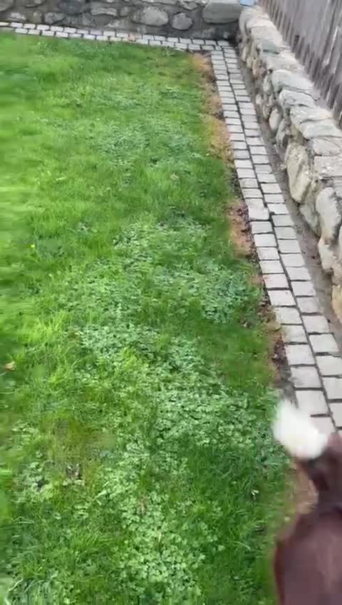 Border Collie dogs for sale: Border collie chocolate & white bitch 6 months old - Video 2