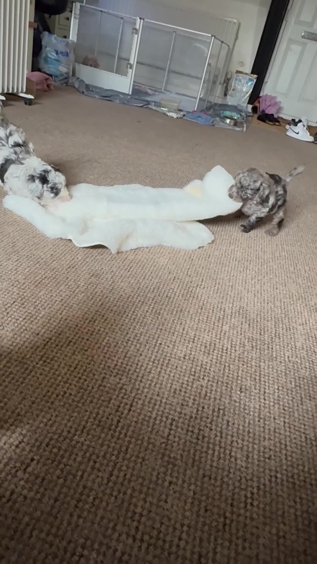 Cavapoo dogs for sale: Merle cavapoo boys  - Video 1