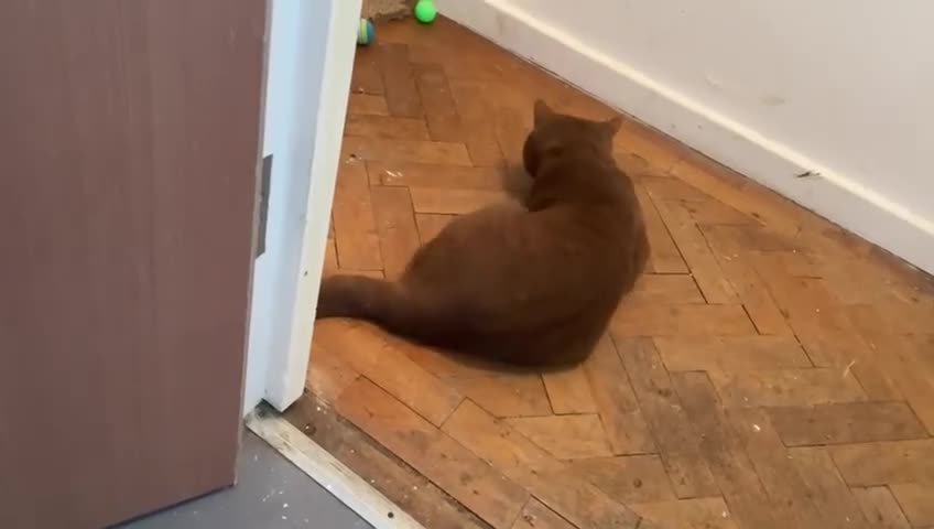 British Shorthair cats for stud: GCCF/TICA Cinnamon British Shorthair STUD  in London - Video 2