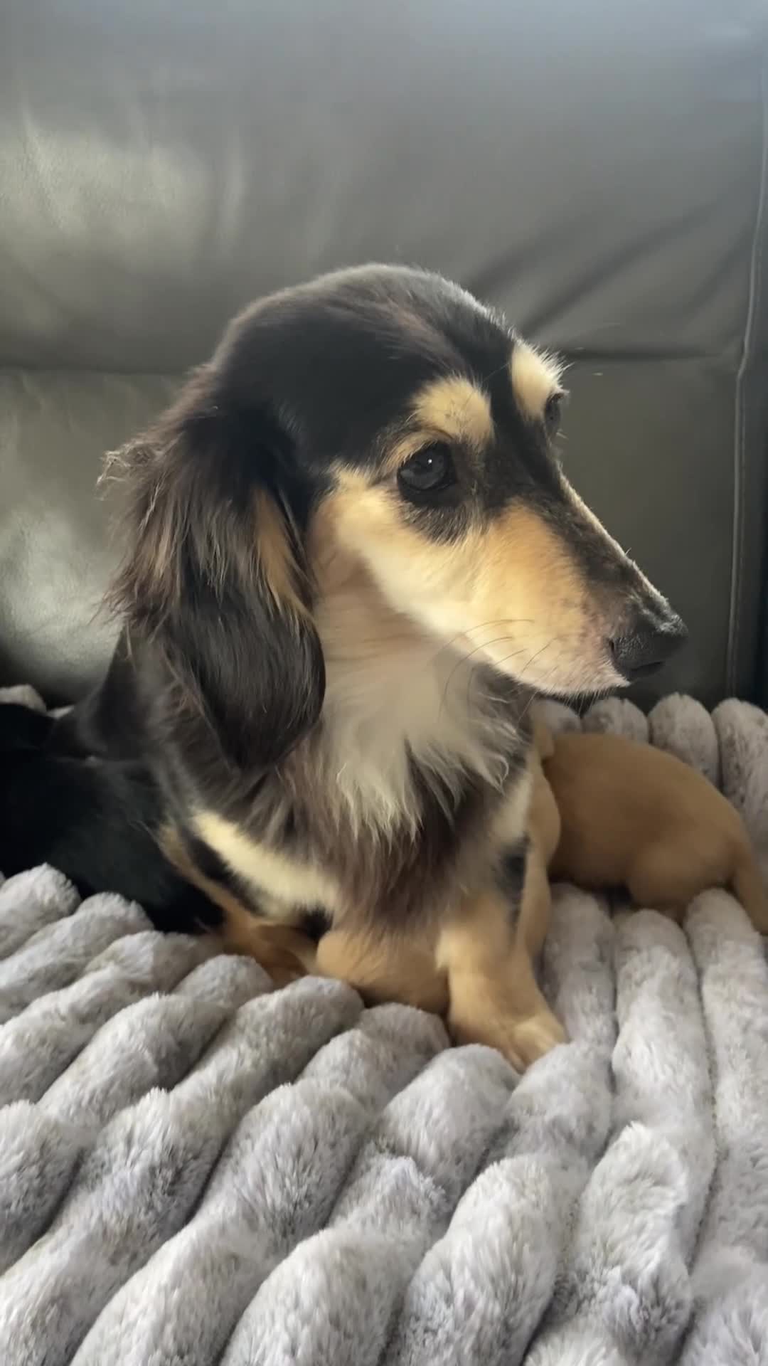 Dachshund dogs for sale: kC Longhair dachshunds  - Video 1