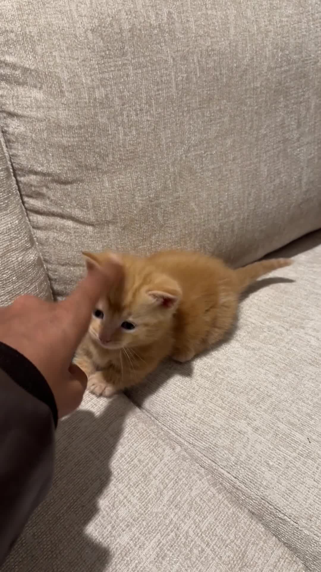 Munchkin cats for sale: stunning standard munchkins - Video 4