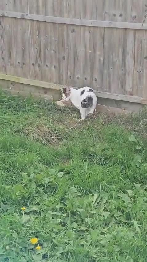 Mixed Breed cats for adoption: ANAKIN-HEALTHY HAPPY CUTE BOY MISSING FRONT PAW! - Video 3