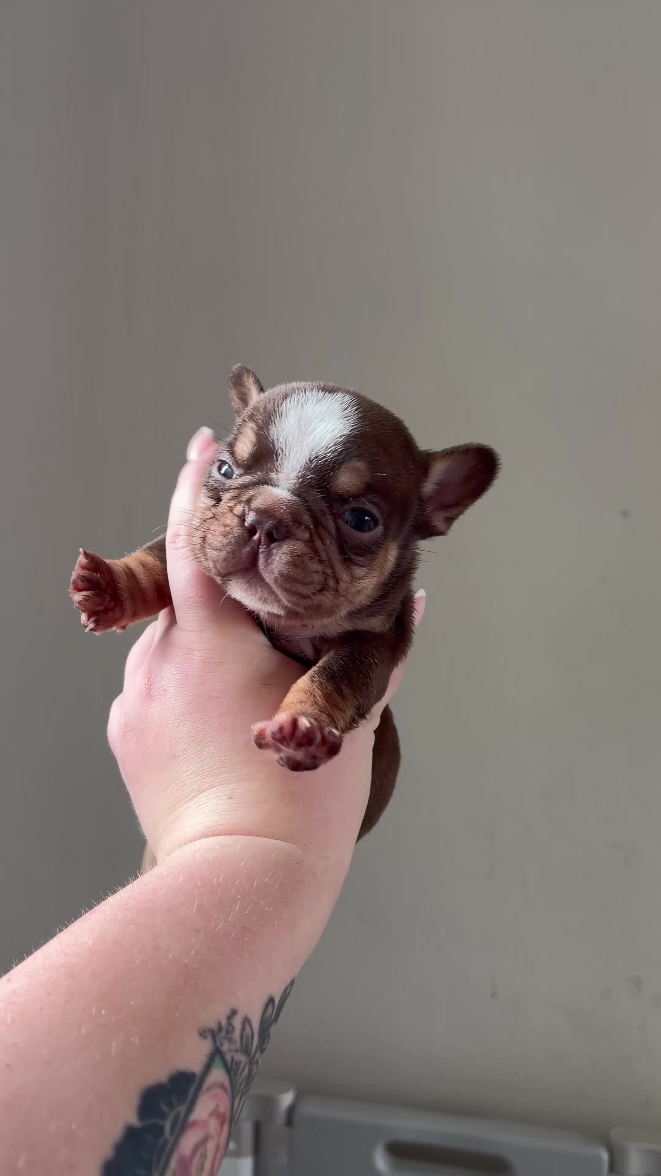 French Bulldog dogs for sale: 2 beautiful boys🫶 - Video 1