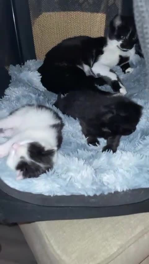 Turkish Angora cats for sale: Beautiful Turkish angora kitten  - Video 4