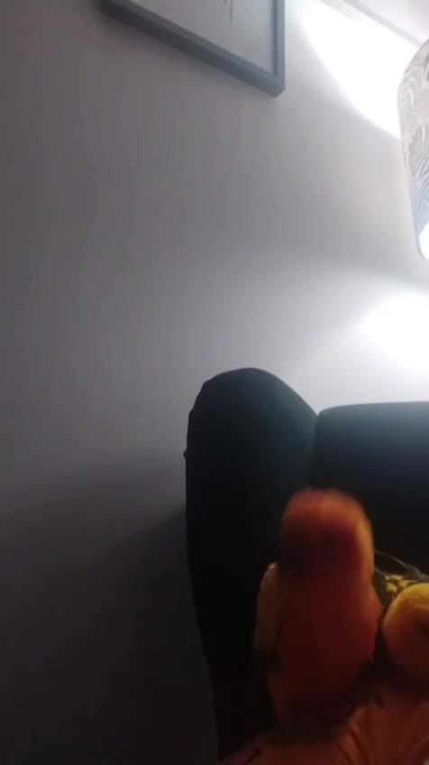 Conures birds for sale: Sun Conure  - Video 3