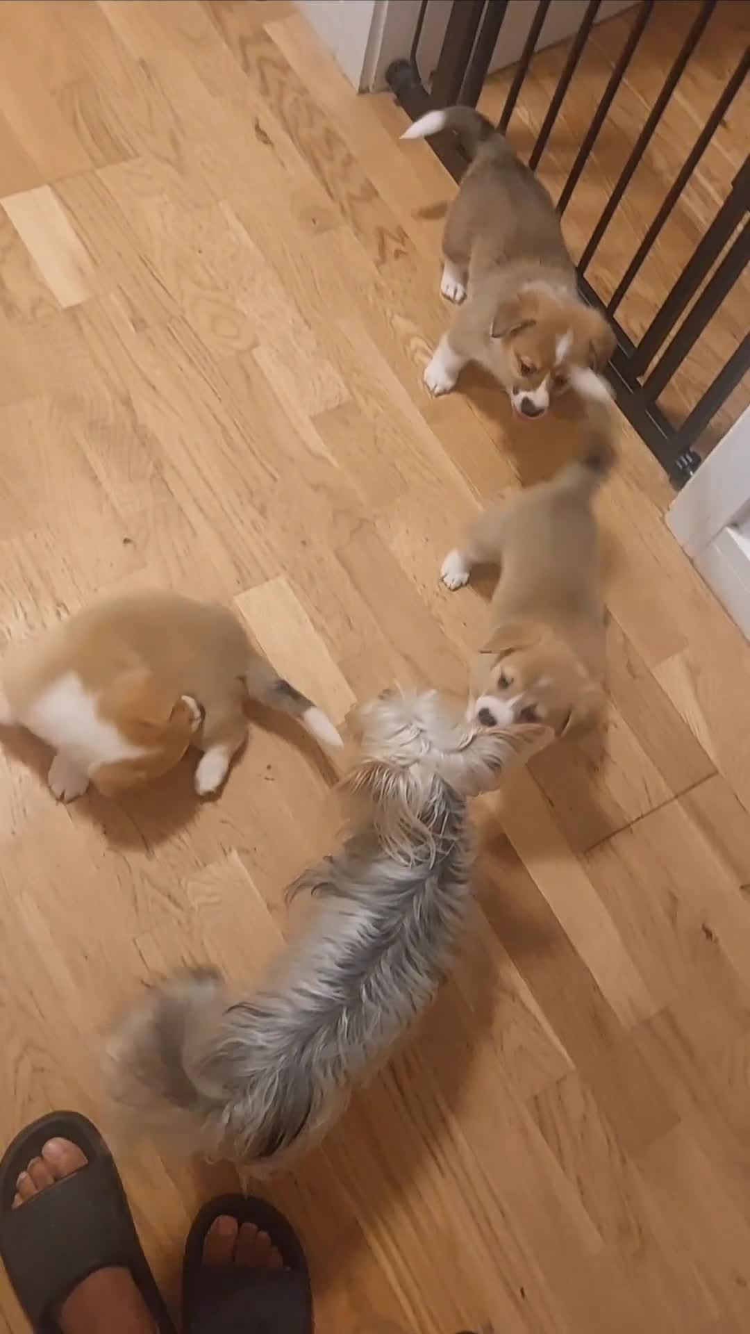 Welsh Corgi Pembroke dogs for sale: 3 Cuddly Corgi Pups for Sale; 2 males, 1 female - Video 1
