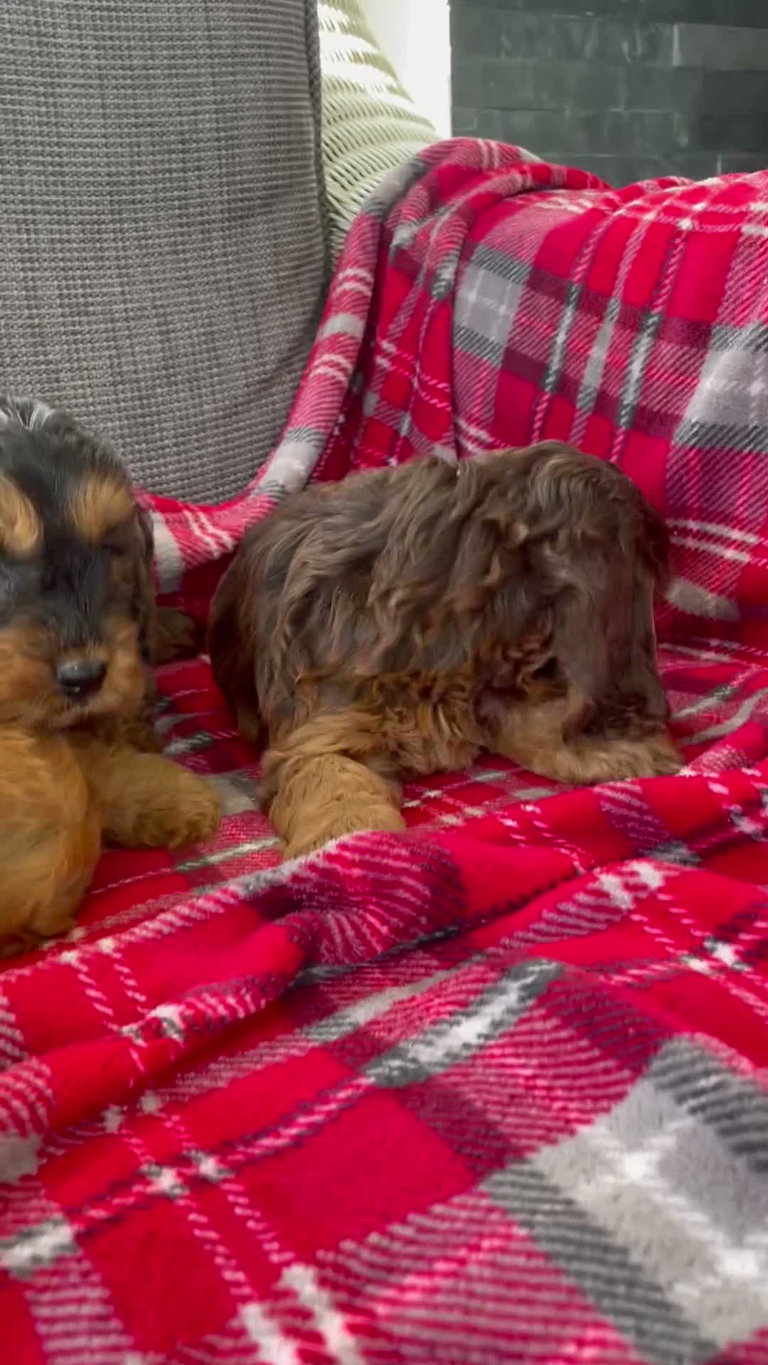 Cockapoo dogs for sale: F1 MINIATURE SHOW TYPE COCKAPOO PUPPIES  - Video 3