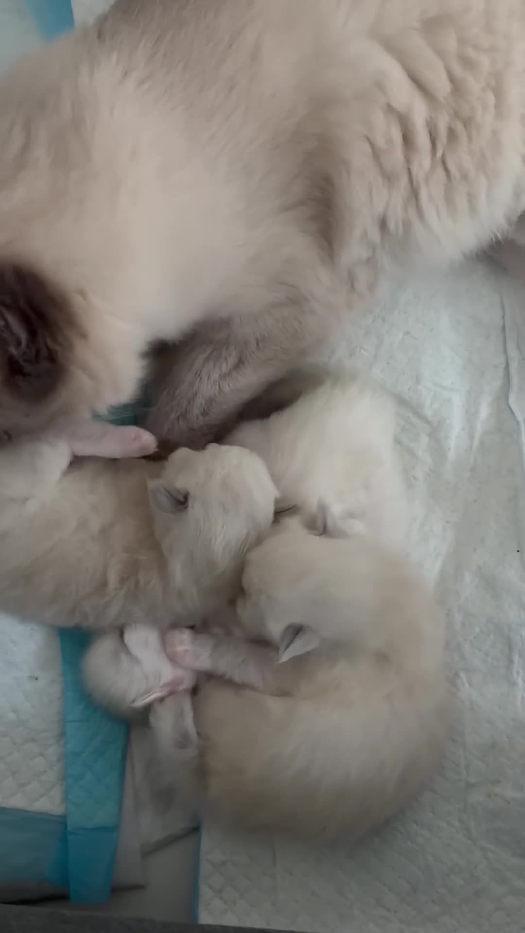 Ragdoll cats for sale: Beautiful ragdoll kittens in Cardiff - Video 2