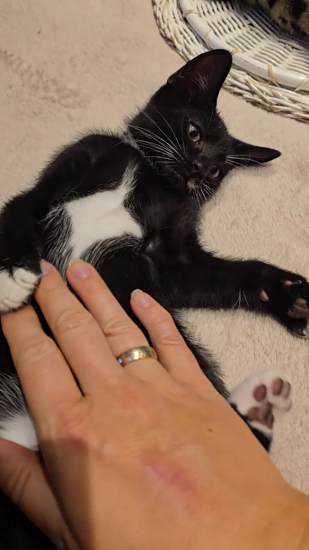 Domestic Shorthair cats for sale: 🐾Fully Vaccinated microchipped kitten BOY🐾 - Video 4