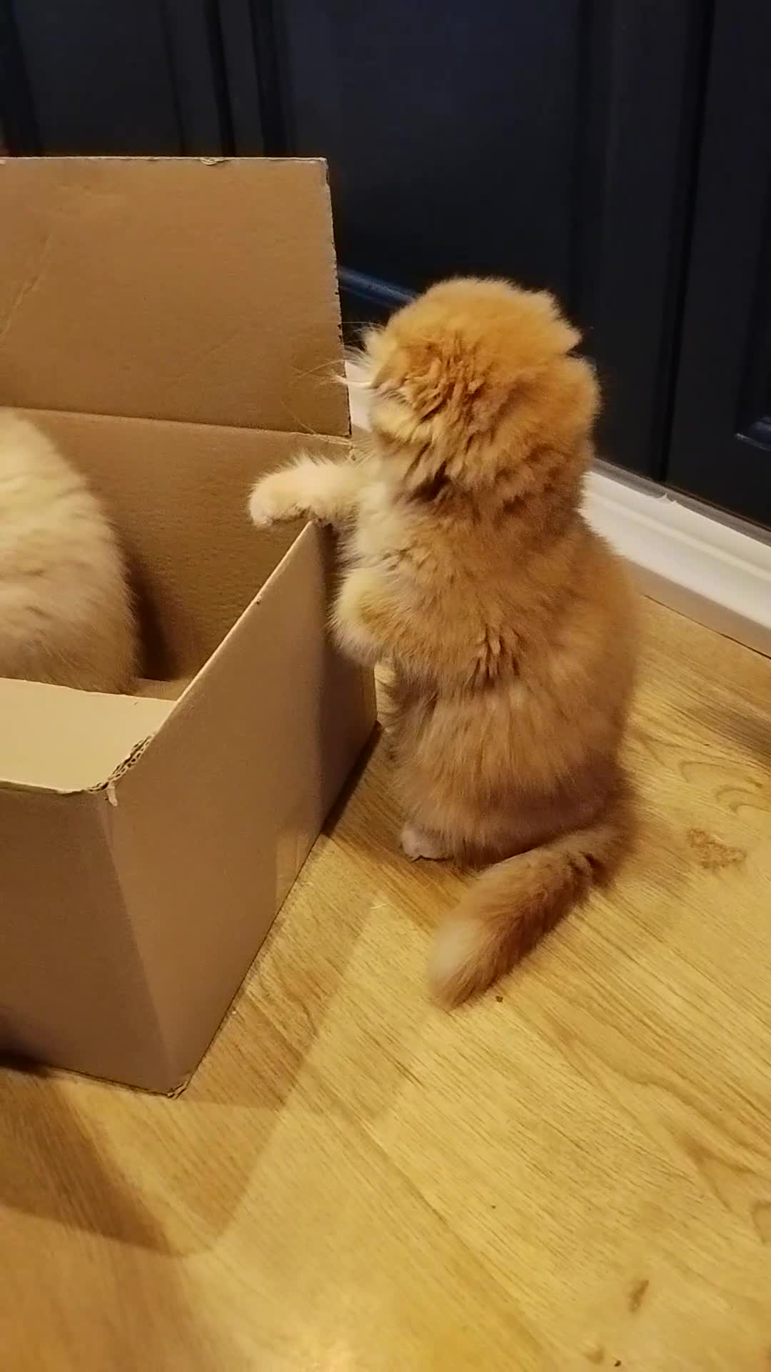 Scottish Fold cats for sale: 3 ginger girls and one boy available    - Video 1