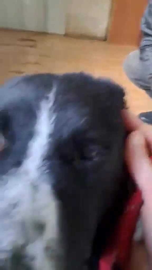 Mixed Breed dogs for adoption: BUCK  - Video 1