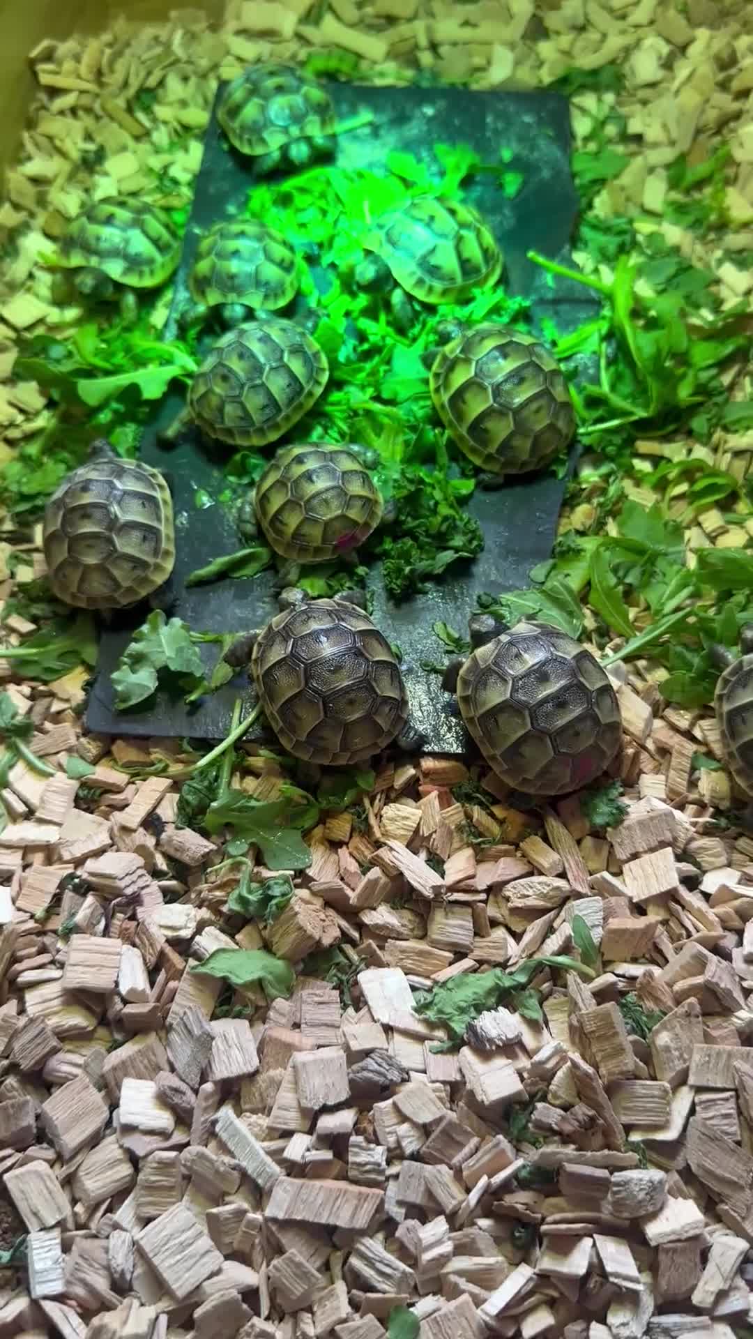 Tortoise reptiles for sale: Baby Spur thigh tortoises  - Video 2