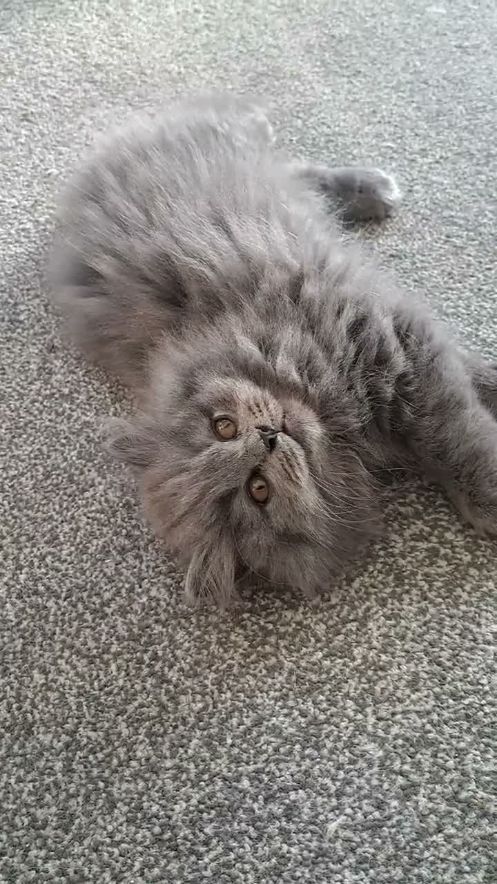 British Longhair cats for sale: Mr Lush and Mr Boba purebreed BLH Kittens  - Video 4