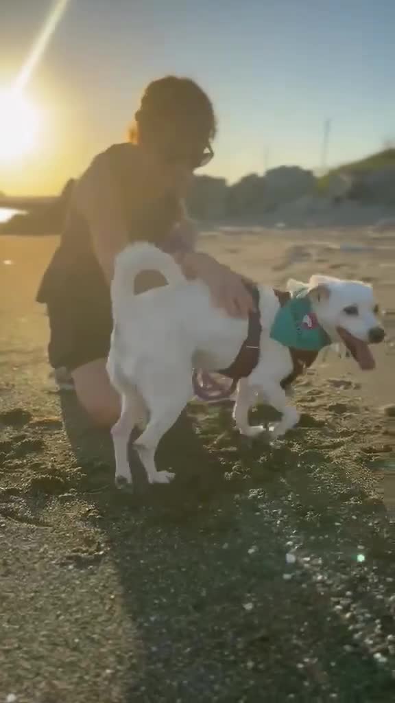 Mixed Breed dogs for adoption: Sweet senior Bobby looking for his golden basket - Video 4