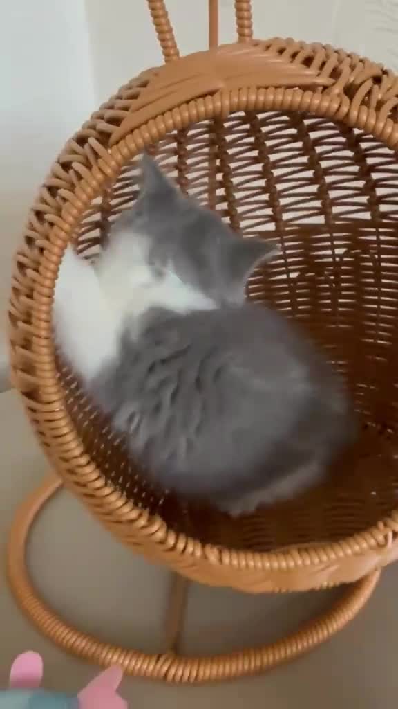 British Shorthair cats for sale: British shorthair bi coloured kitten - Video 1