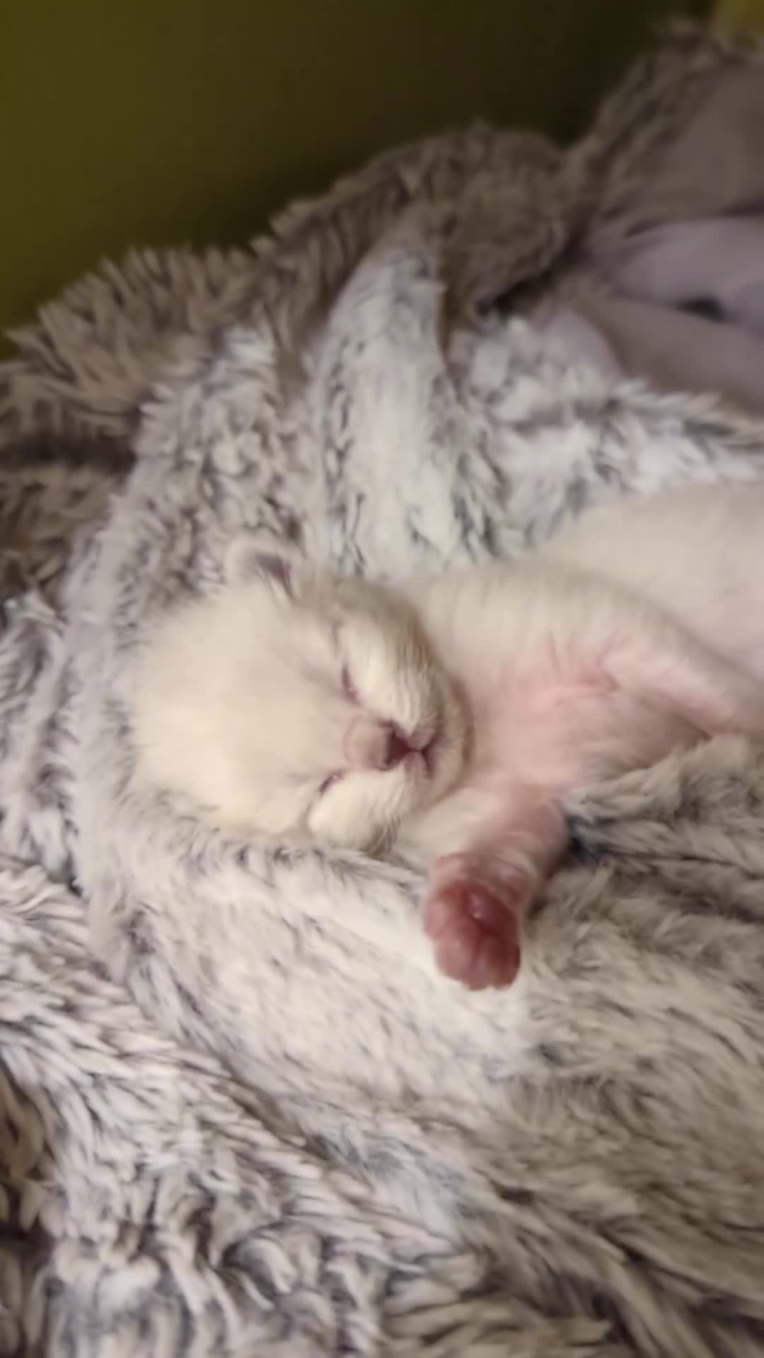 Ragdoll cats for sale: Solo the singleton 😻 - Video 4