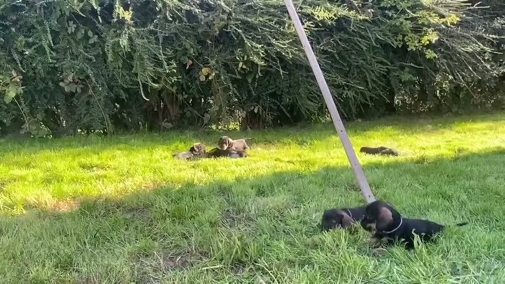 Dachshund dogs for sale: Wire haired Teckel puppies for sale  - Video 3