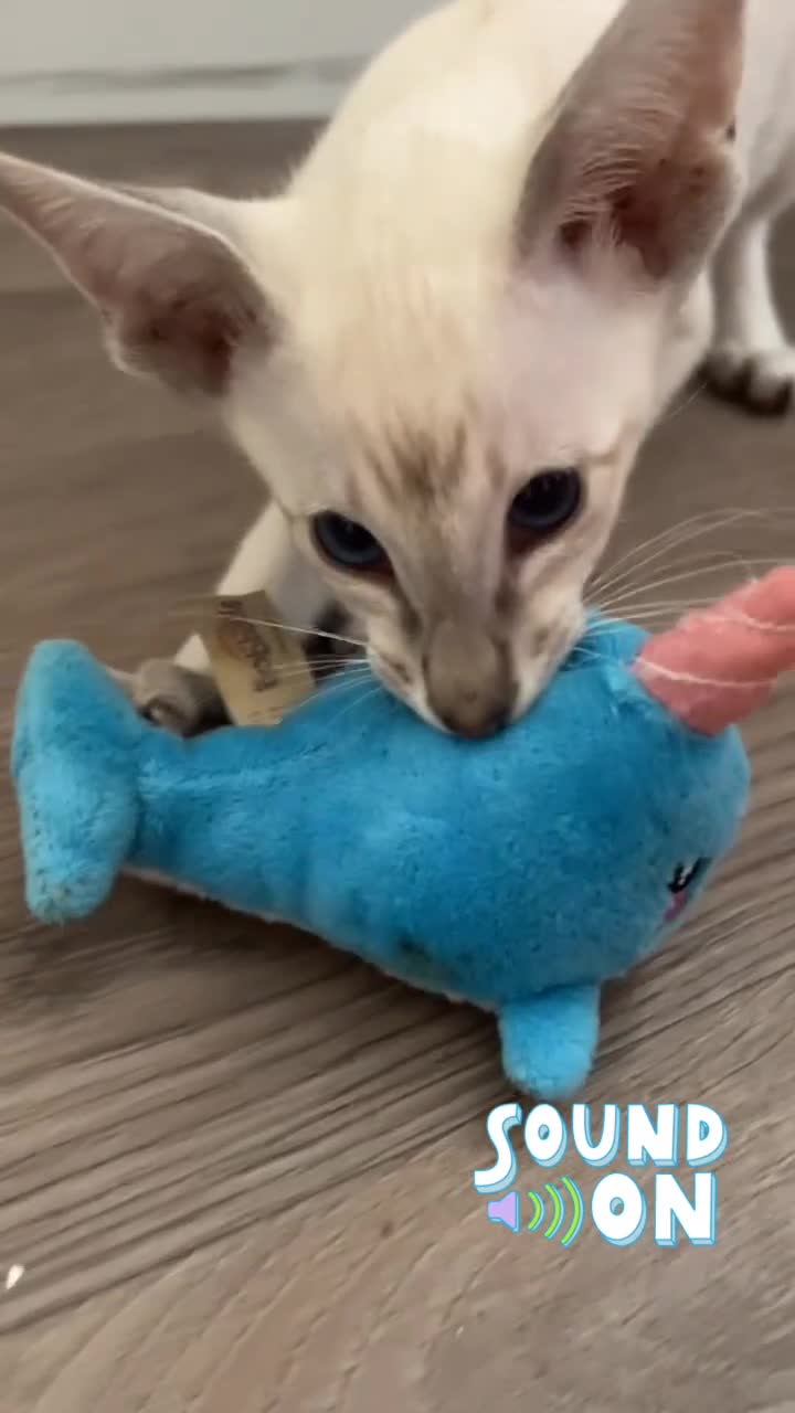 Siamese cats for sale: Siamese and Oriental Kittens  - Video 2