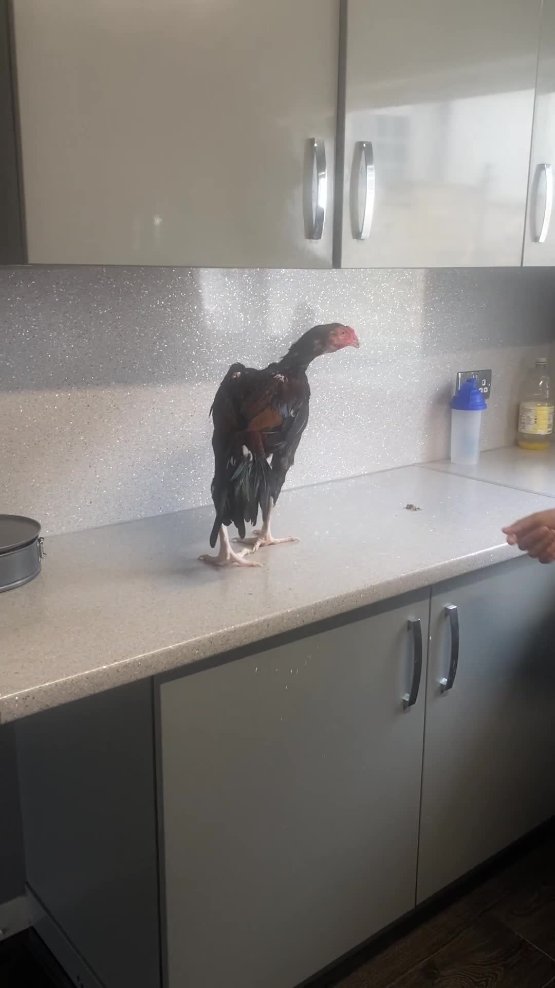 Chickens poultry for sale: Male aseel chicken - Video 1