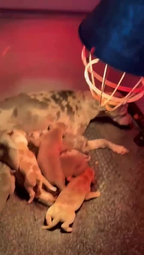 Italian Greyhound dogs for sale: Italian greyhound / whippet  - Video 1
