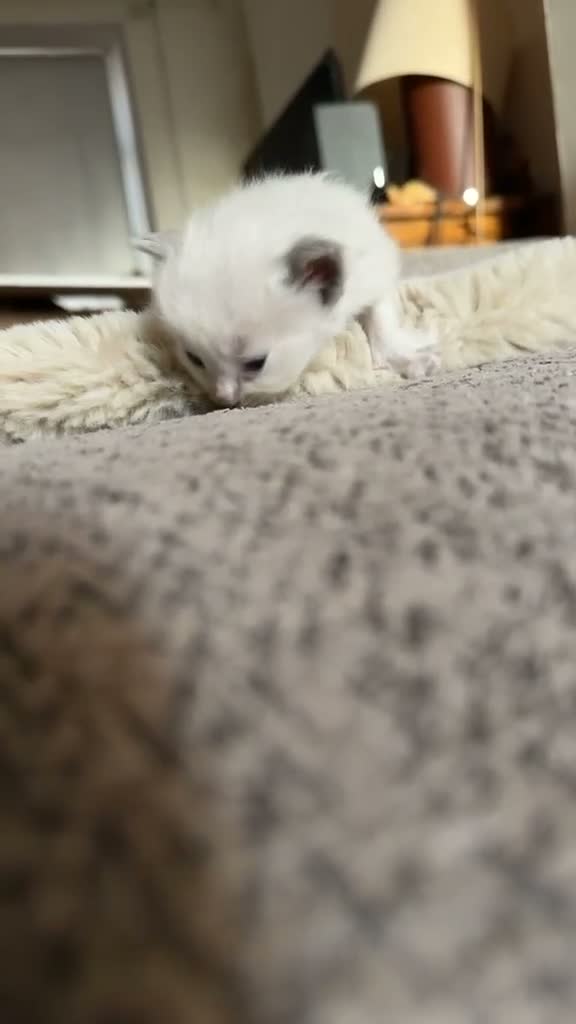 Ragdoll cats for sale: RAGDOLL KITTENS FOR SALE - Video 2