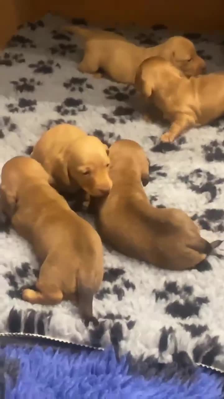 Miniature Dachshund dogs for sale: Gorgeous miniature smooth coated dachshunds  in Saltash - Video 2