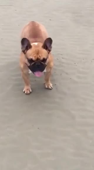 French Bulldog dogs for stud: National Champion French Bulldog at Stud. KC Reg - Video 2