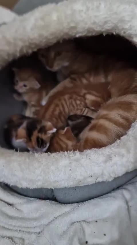 Mixed Breed cats for sale: 2 Ginger Boys, 1 Tabby Girl. Donate to charity - Video 1