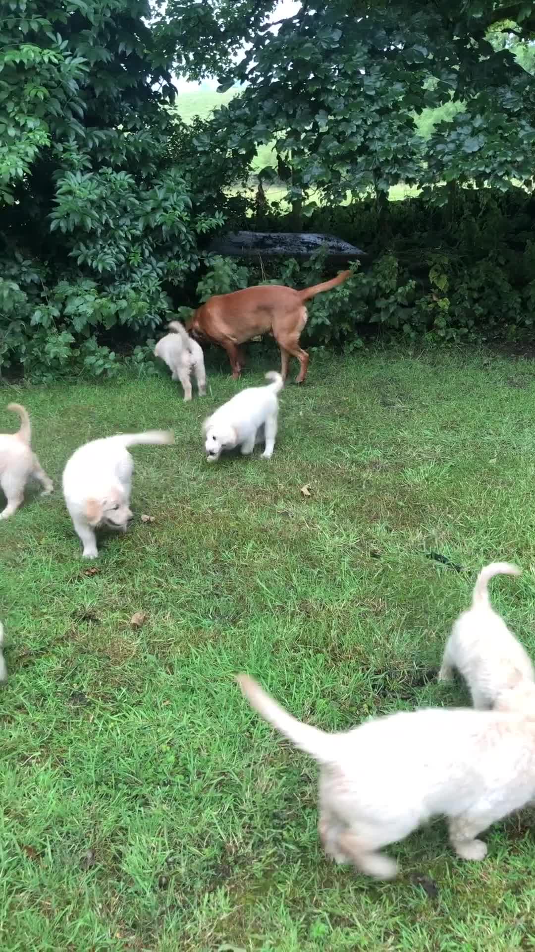 Golden Retriever dogs for sale: Quality KC puppies from health tested parents  - Video 1