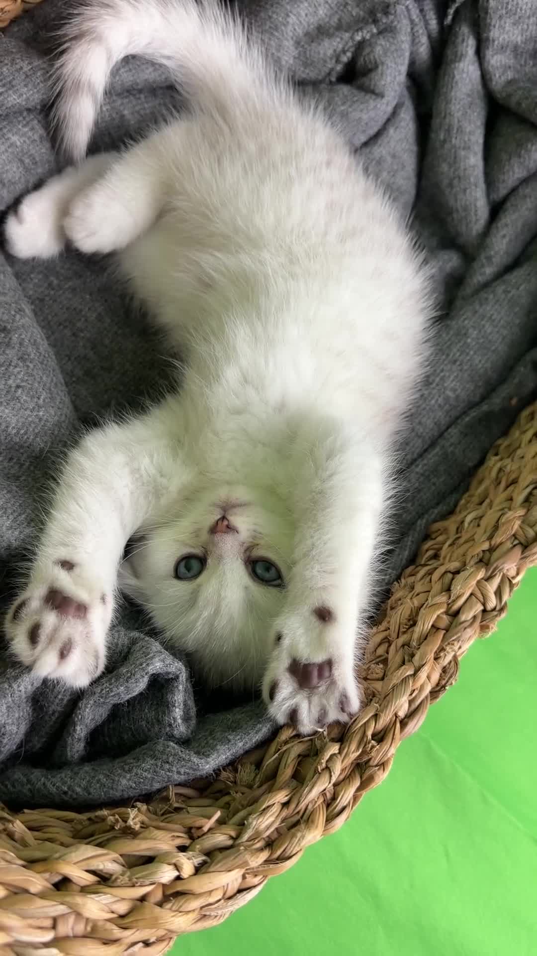 Scottish Fold cats for sale: Scottish Fold male  - Video 1