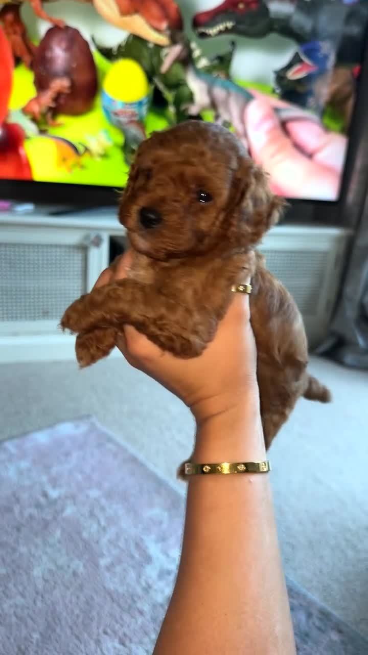 Toy Poodle dogs for sale: Toy poodles deep red. 2 - Video 3
