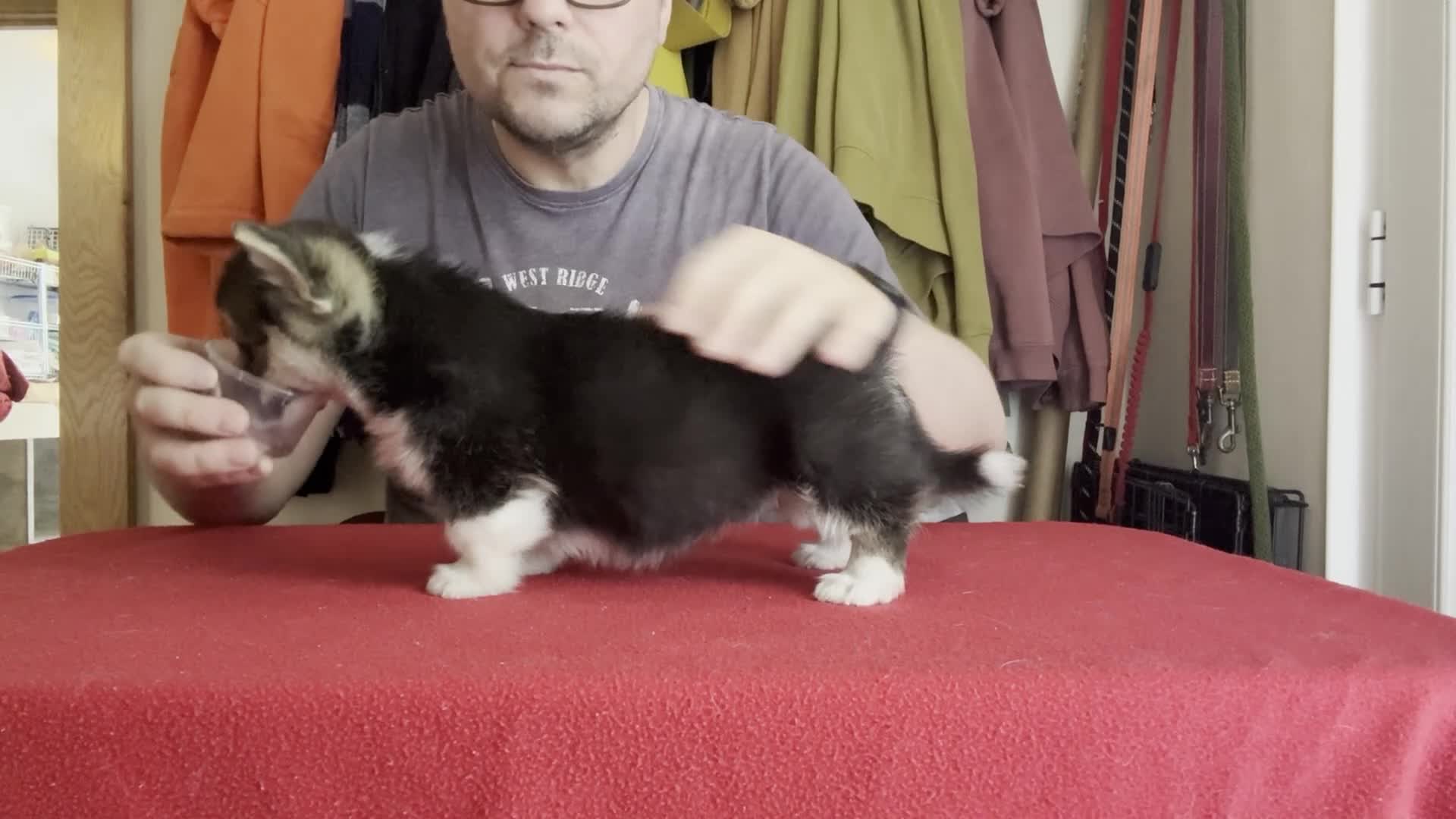 Welsh Corgi Pembroke dogs for sale: Champion sired girl looking for forever family - Video 4