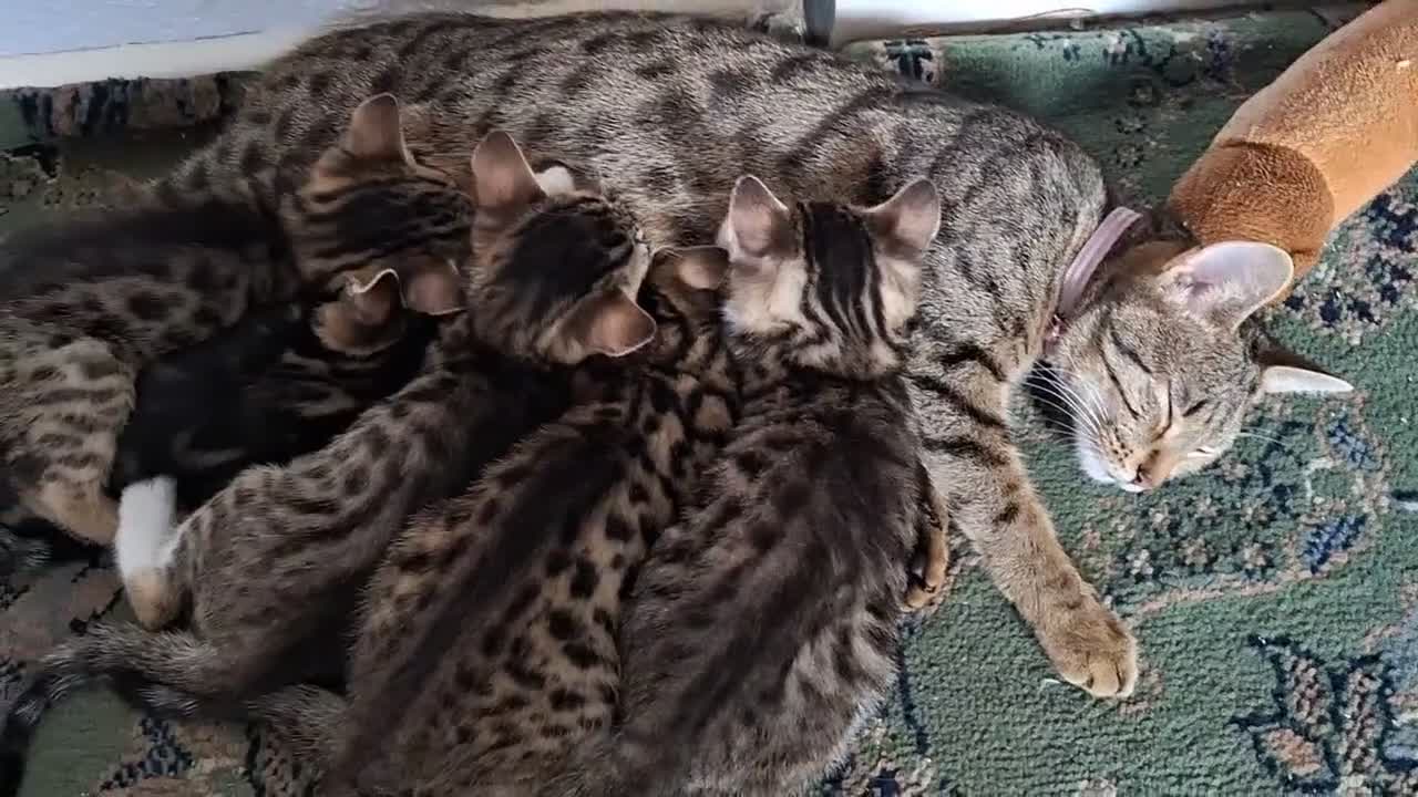Bengal cats for sale: Bengal X in Rossendale - Video 3