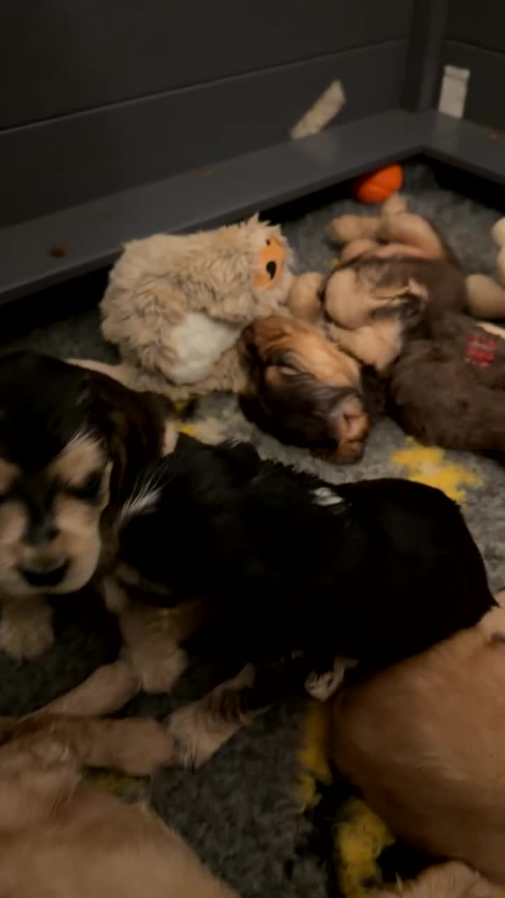 Cocker Spaniel dogs for sale: Gorgeous fully Health tested KC show spaniels - Video 1