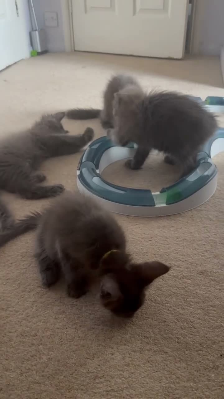 Maine Coon cats for sale: Stunning GCCF Russian Blue Maine Coons - Video 1