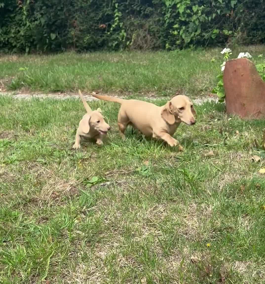 Miniature Dachshund dogs for sale: Miniature smooth haired cream dachshund. PRA/KC  - Video 1