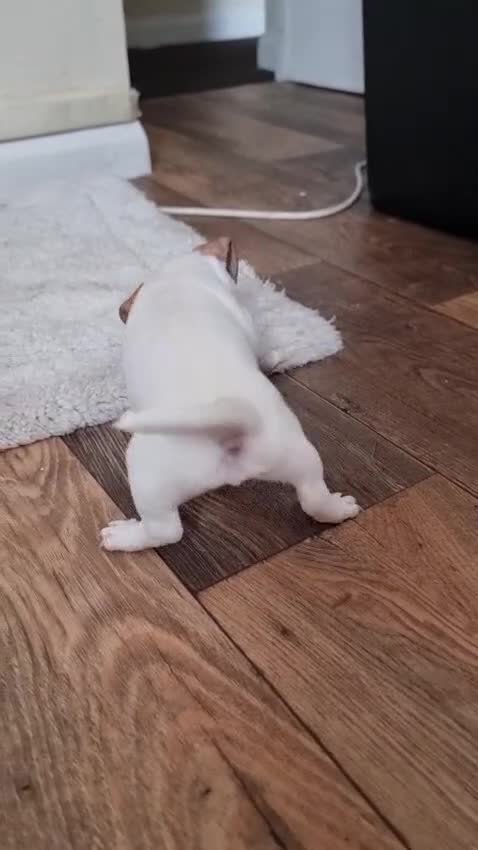 Jack Russell dogs for sale: Jack Russell  in London - Video 2