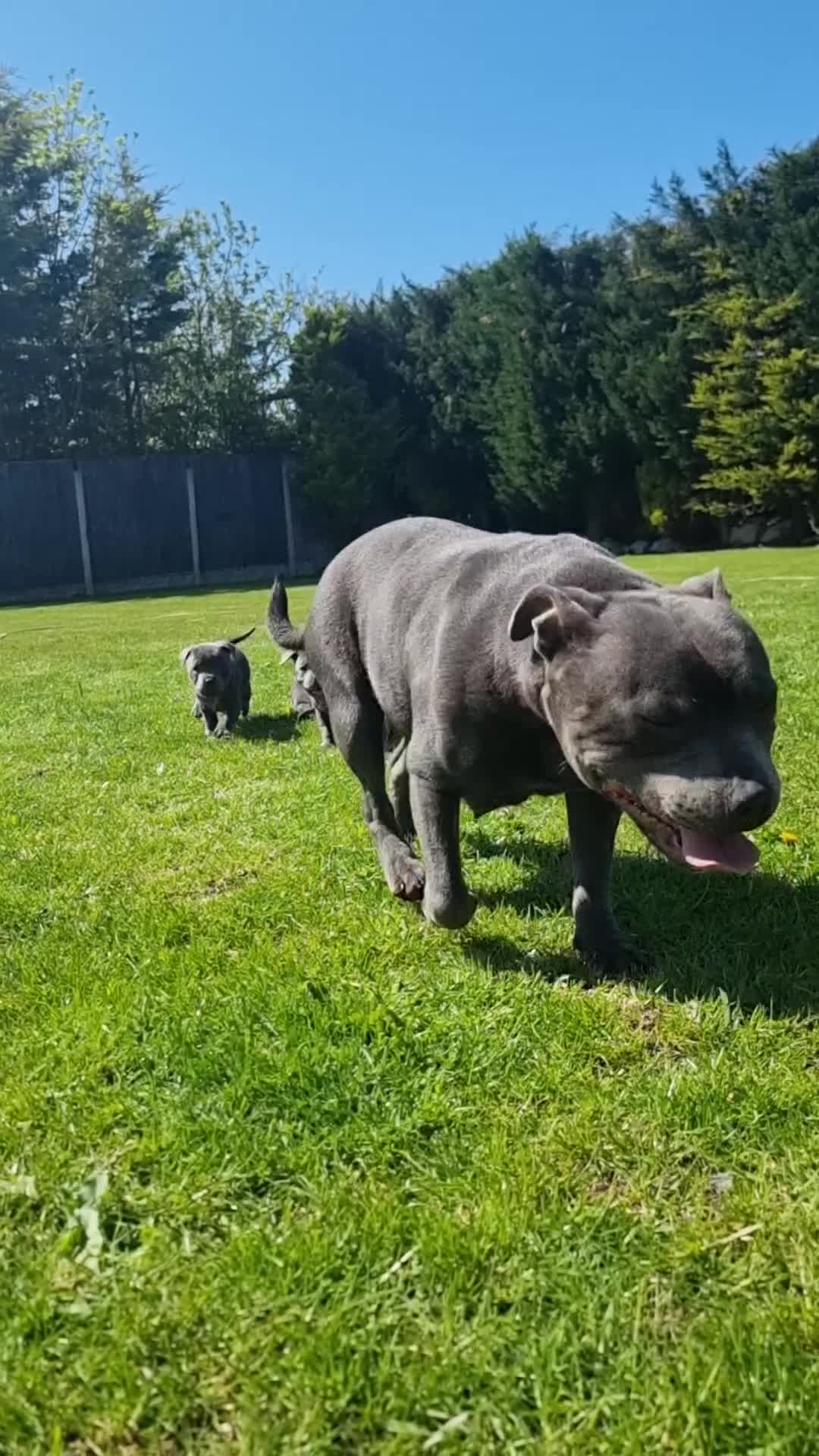Staffordshire Bull Terrier dogs for sale: Full pedigree blue staffordshire bull terrier  - Video 1