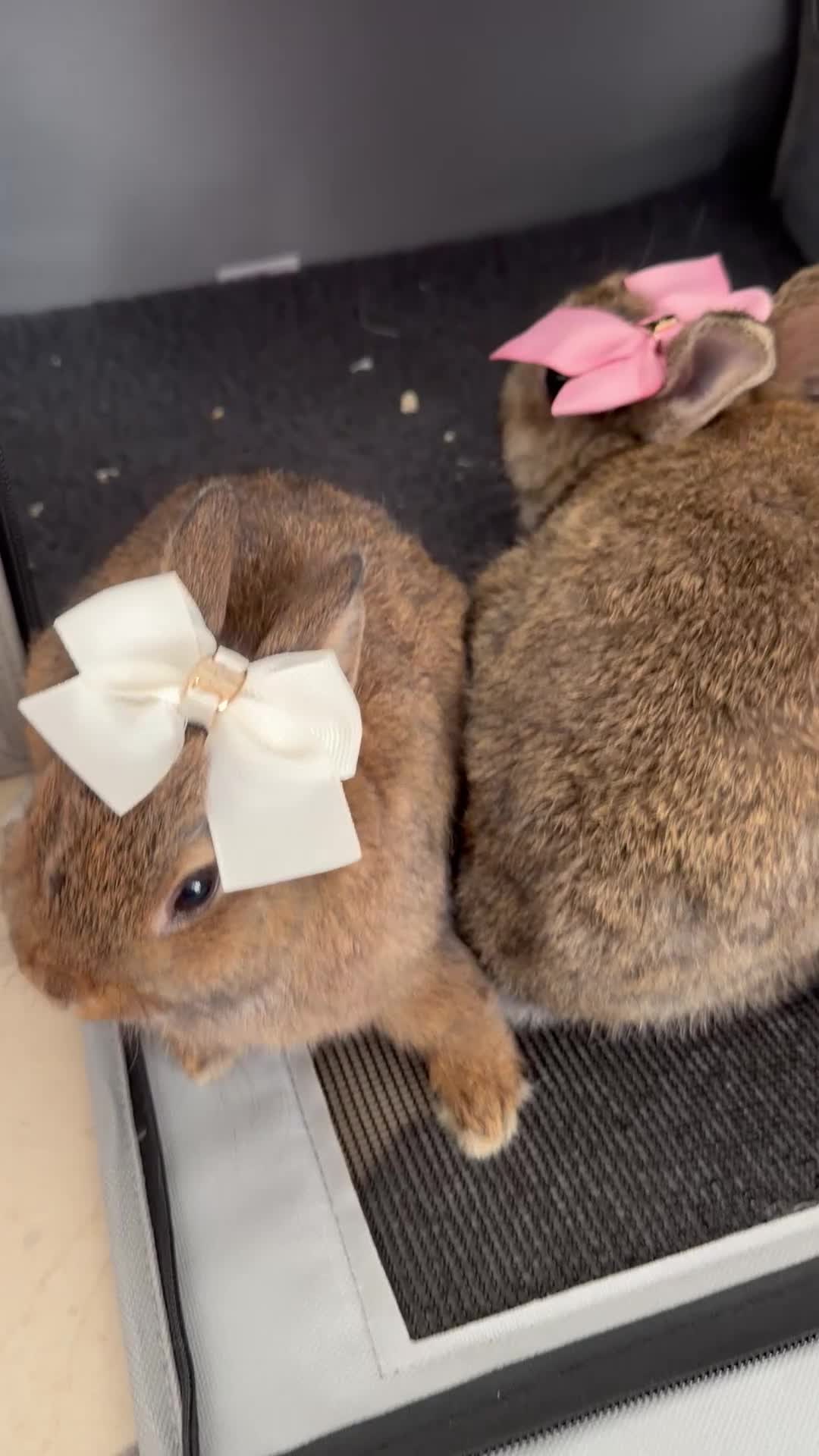Netherland Dwarf rabbits for sale: Bunnys  - Video 2