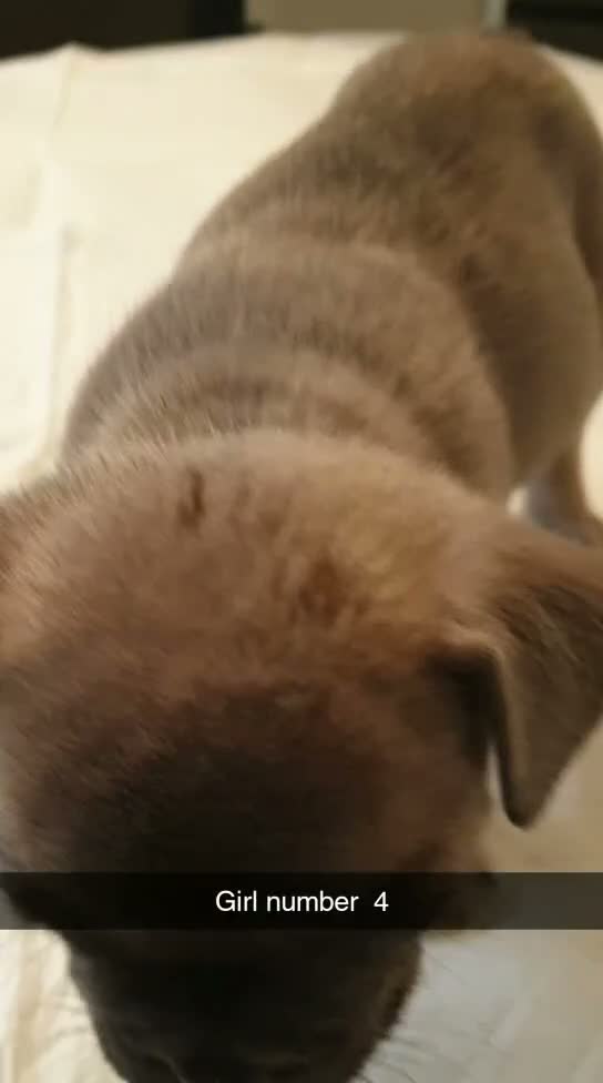 French Bulldog dogs for sale: 4 beautiful female French bulldogs  in Nottingham - Video 1
