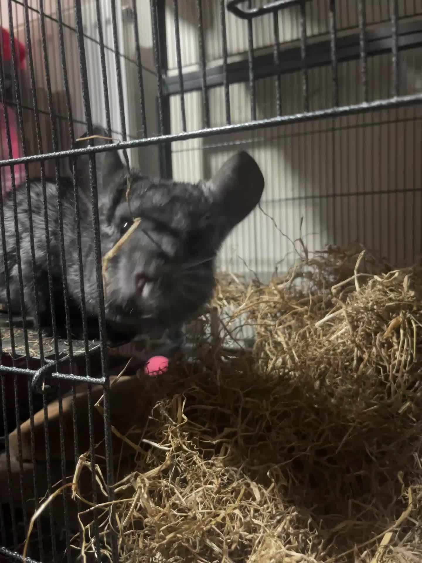 Chinchilla rodents for sale: Male and female chinchillas  - Video 1