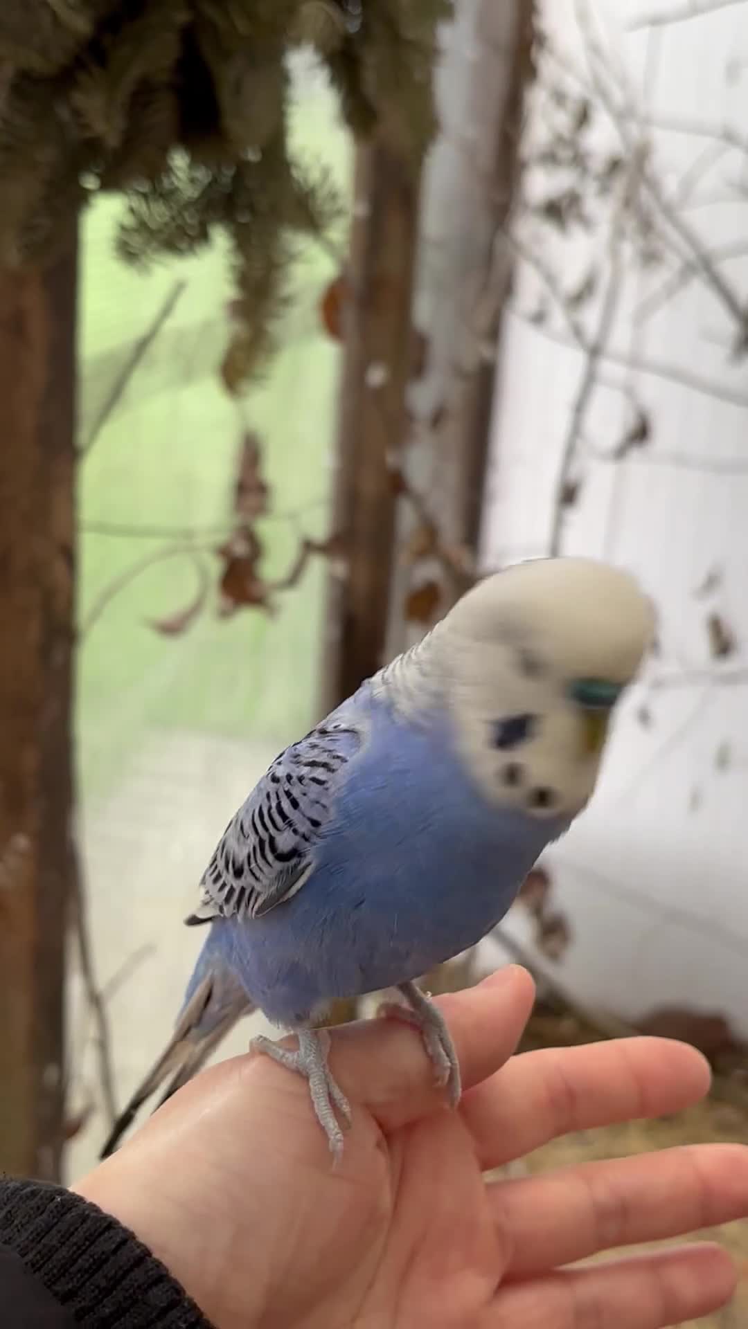 Budgerigars birds for sale: Beautiful Budgies for Sale - Video 3