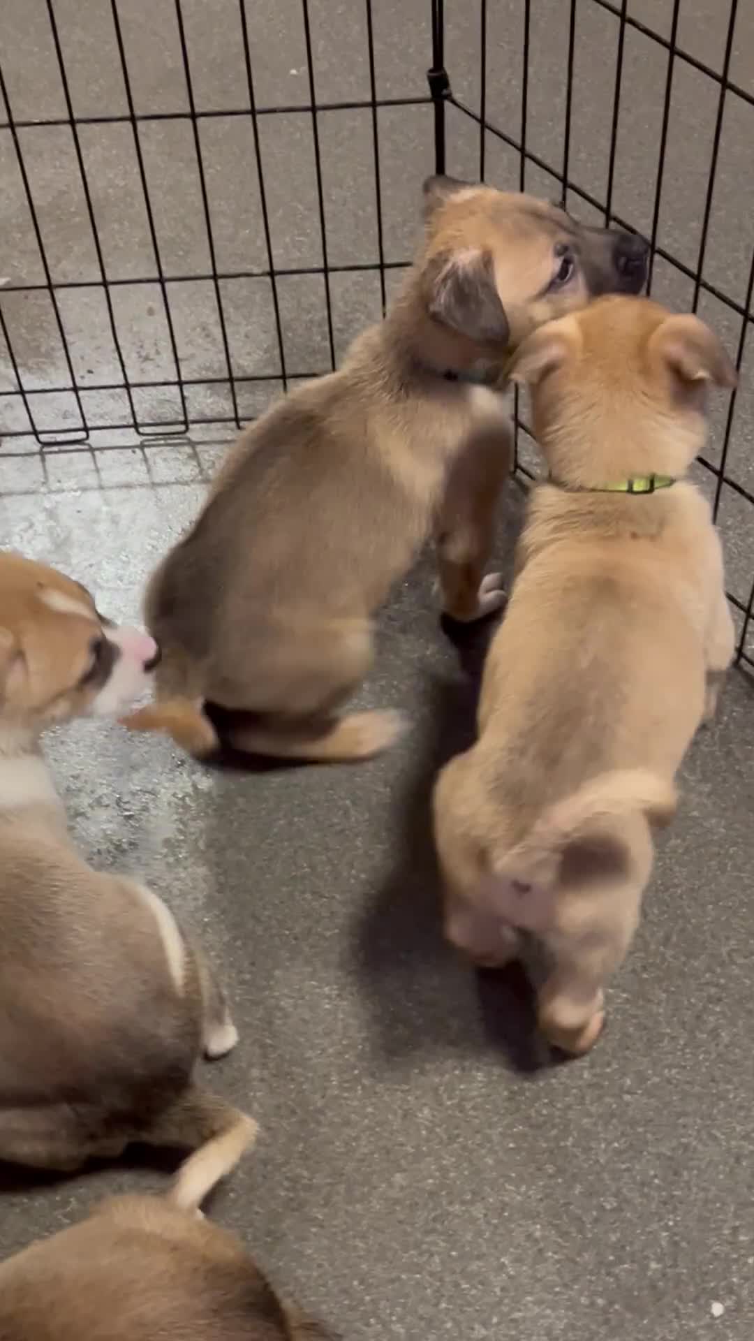 Mixed Breed dogs for sale: 7 puppies for sale - Video 1