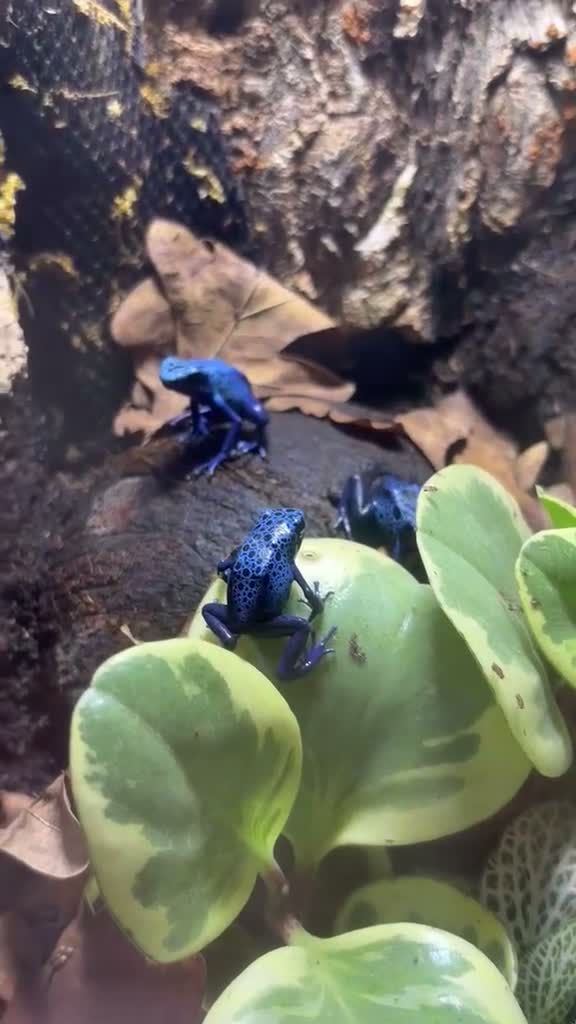 Frog reptiles for sale: Blue dart frog - azureus  in Gillingham - Video 1