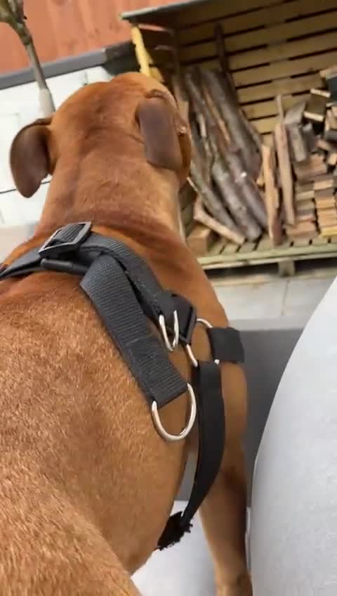 Staffordshire Bull Terrier dogs for sale: Staffordshire bull terrior - Video 1