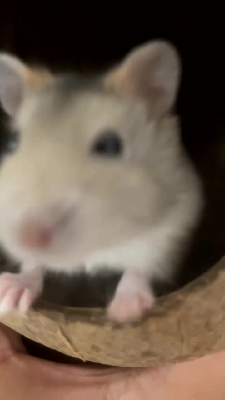 Hamster rodents for sale: Russian dwarf hamster  - Video 1