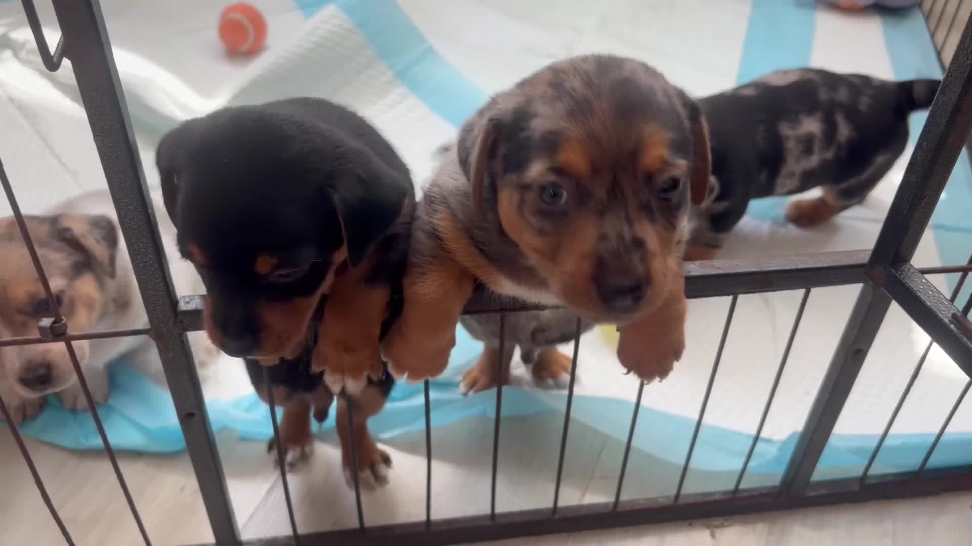 Jack Russell dogs for sale: Jack Russell puppies - Video 1