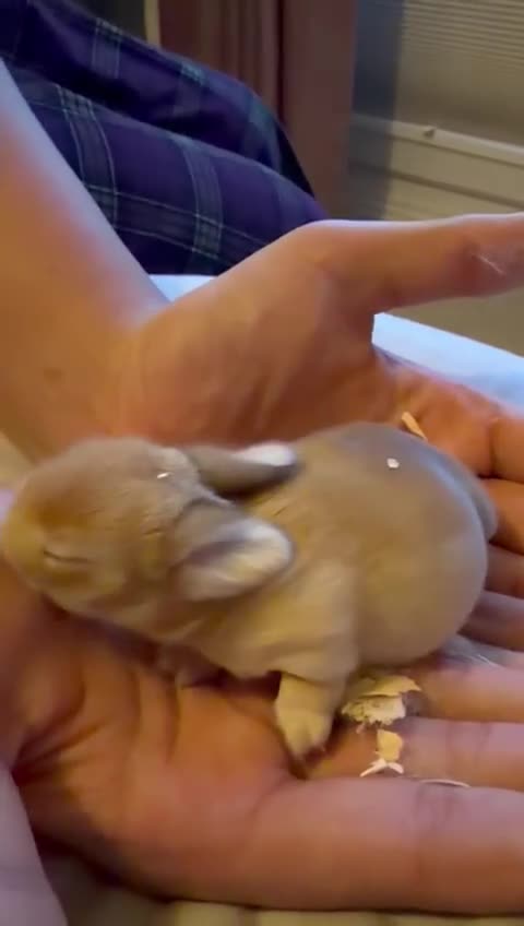Mini Lop rabbits for sale: 3x Mini Lop Bunnies  - Video 2