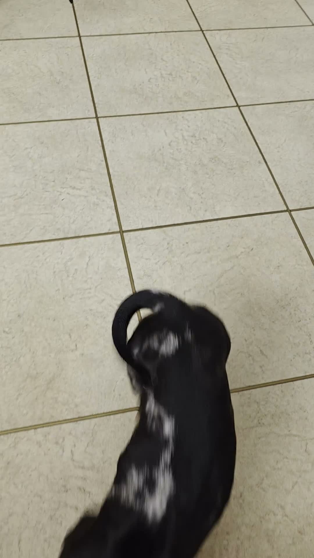 Miniature Dachshund dogs for sale: Miniture Dachshund Pup for Sale in Craigavon - Video 1